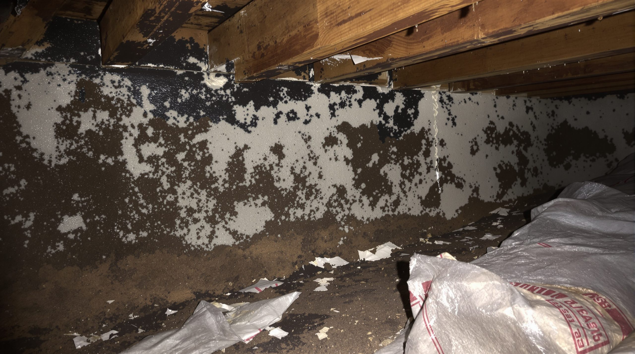 Mold growth on crawl space floor joists before remediation